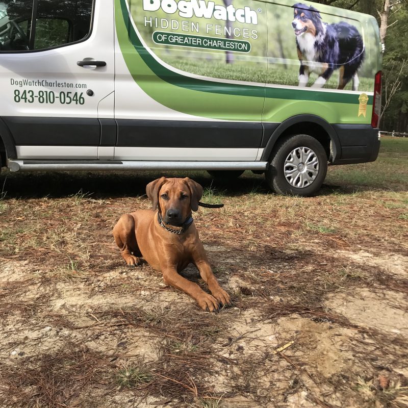 DogWatch of Greater Charleston, Mount Pleasant, South Carolina | Photo Gallery  Image