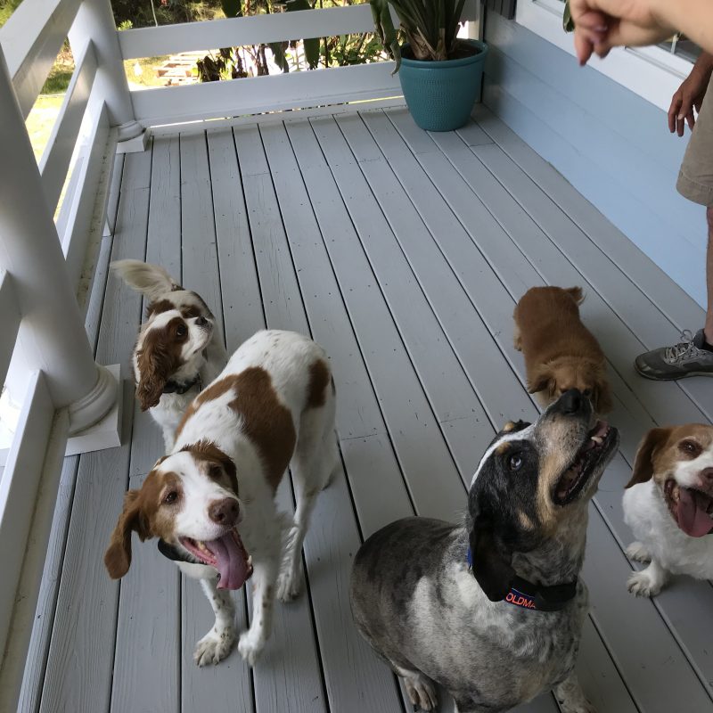 DogWatch of Greater Charleston, Mount Pleasant, South Carolina | Photo Gallery  Image