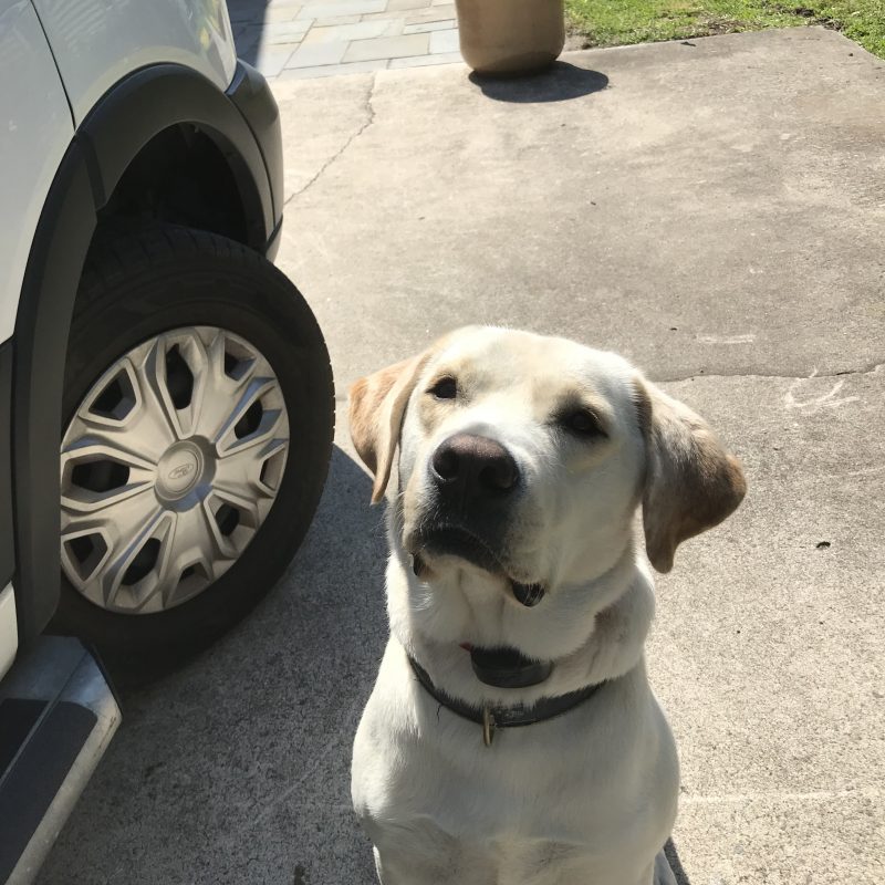 DogWatch of Greater Charleston, Mount Pleasant, South Carolina | Photo Gallery  Image