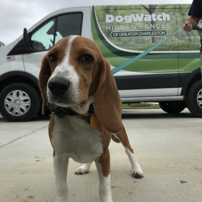 DogWatch of Greater Charleston, Mount Pleasant, South Carolina | Photo Gallery  Image