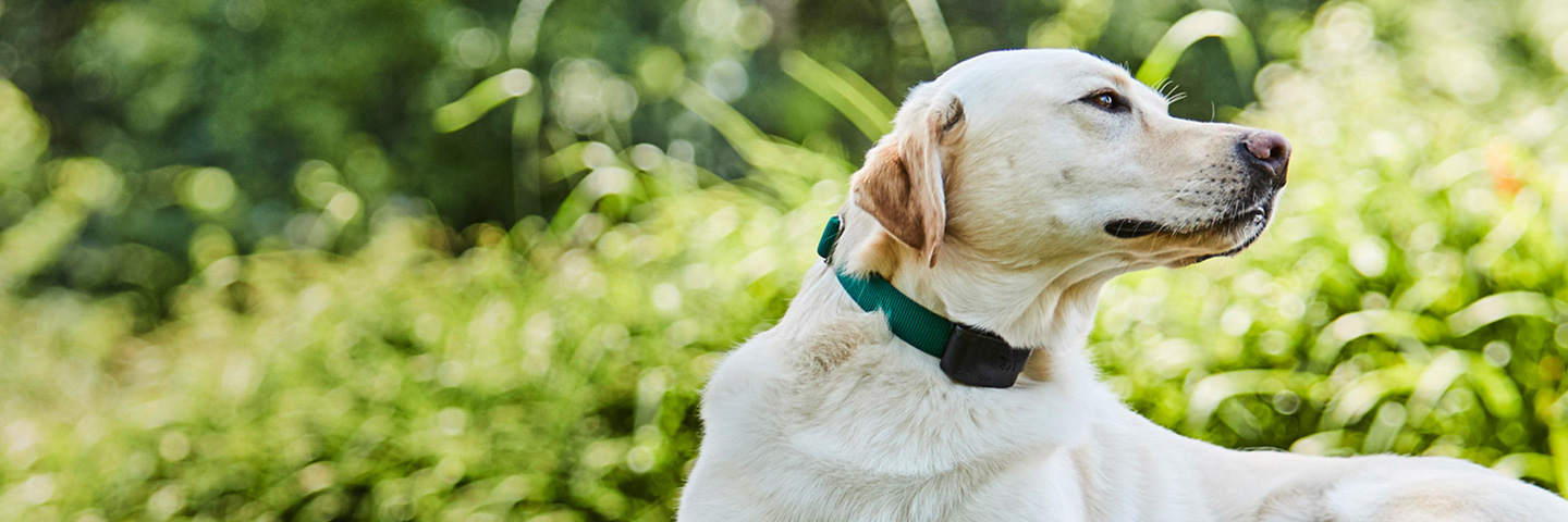 DogWatch of Greater Charleston, Mount Pleasant, South Carolina | 1200Fence Slider Image