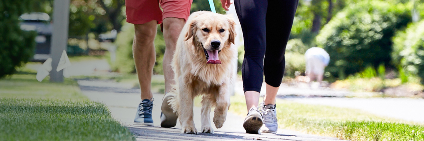 DogWatch of Greater Charleston, Mount Pleasant, South Carolina | SideWalker Leash Trainer Slider Image