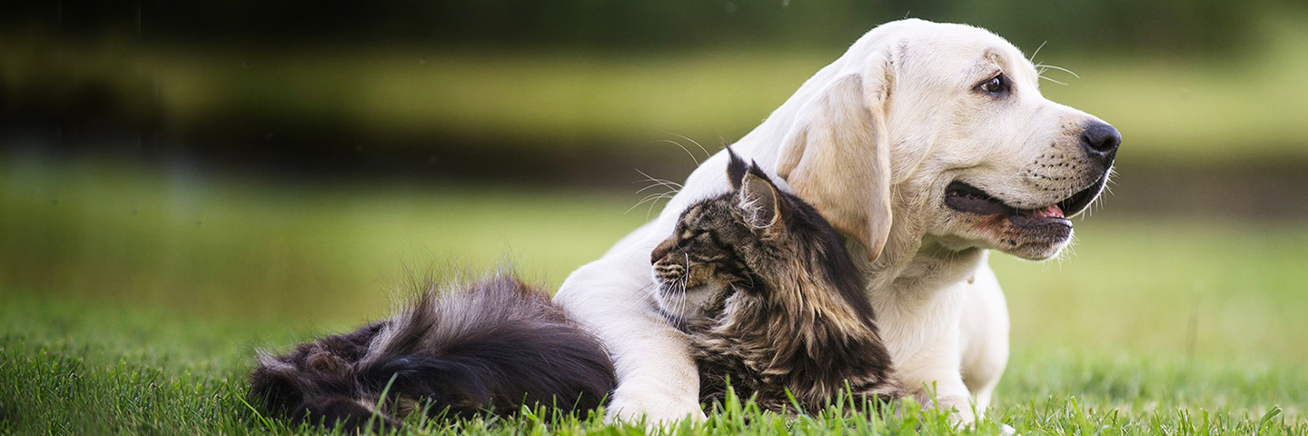 DogWatch of Greater Charleston, Mount Pleasant, South Carolina | Cat Fences Slider Image